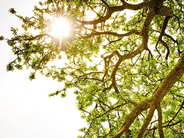 Arbre avec rayon de soleil au travers des branches.